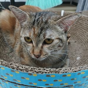 Meet your Posher, Marcella